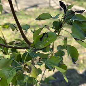 Photo of the plant species Common Pear by @YernSunflower40 named Dolores on Greg, the plant care app