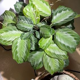 Photo of the plant species Maranta silver band prayer plant by @YokeRedsword40 named Delilah on Greg, the plant care app