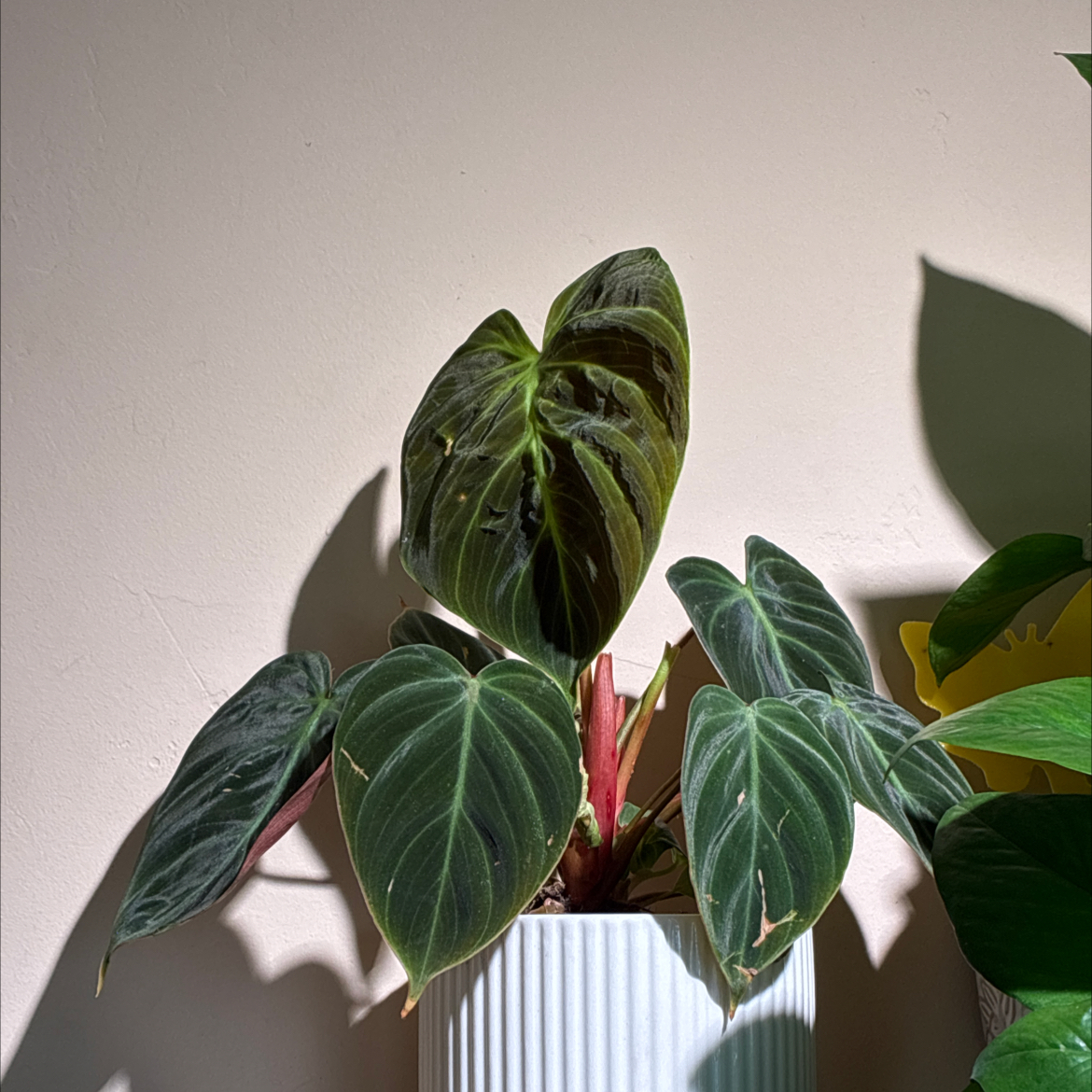 Photo of the plant species Philodendron El Choco Red by @YokeRedsword40 named Aristotle on Greg, the plant care app