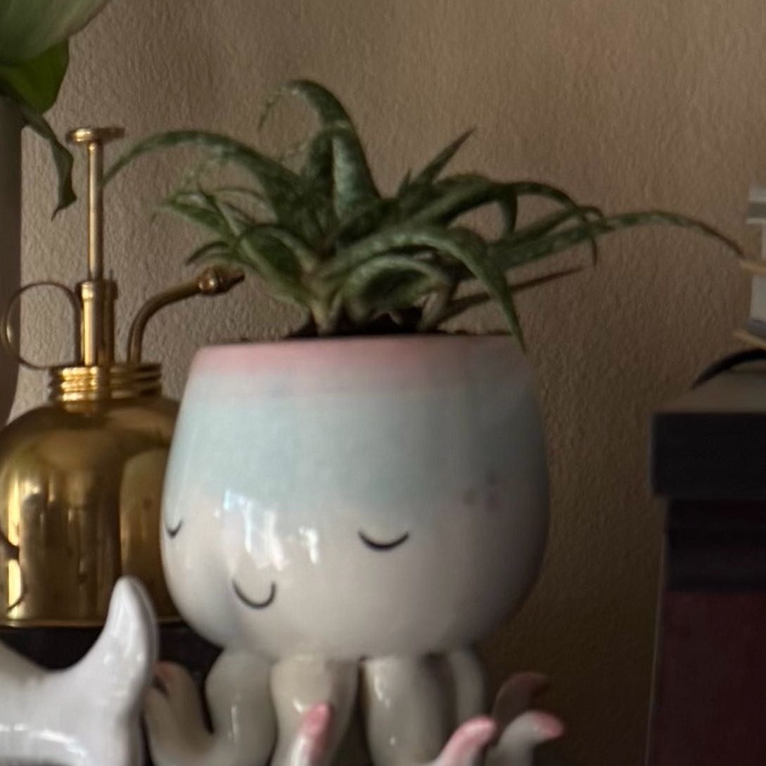 Photo of the plant species Aloe bellatula by @EmergingDaisy named Squirt on Greg, the plant care app