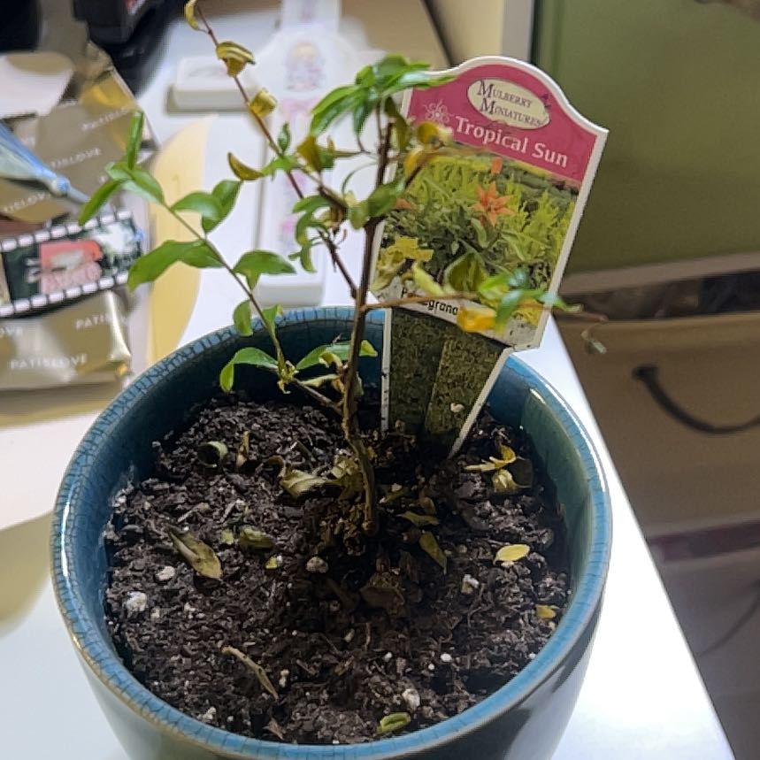 Photo of the plant species Dwarf Pomegranate by @ValuableKale35 named Aria on Greg, the plant care app