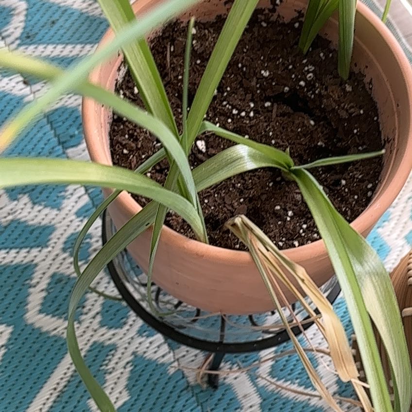 Photo of the plant species Dutch Iris by @ProudSkyplant54 named da Vinci on Greg, the plant care app