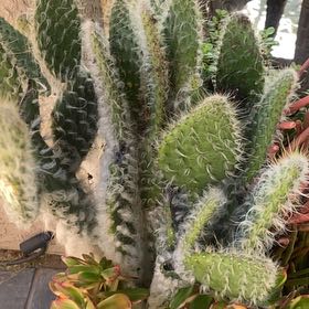 Photo of the plant species Cane Cactus by @PureKanono92 named Fernie Saunders on Greg, the plant care app