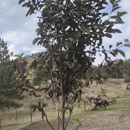 Photo of the plant species Guava Tree by @WinBetel28 named Luna on Greg, the plant care app