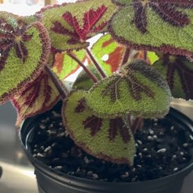 Photo of the plant species Iron Cross Begonia by @YeahMizuna50 named Aria on Greg, the plant care app