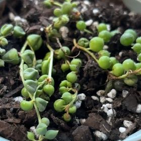 Photo of the plant species Varigated String of Peas by @YeahMizuna50 named Tupot amaroot on Greg, the plant care app