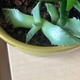 Photo of the plant species Faucaria felina by @EJBuse named Rawr on Greg, the plant care app