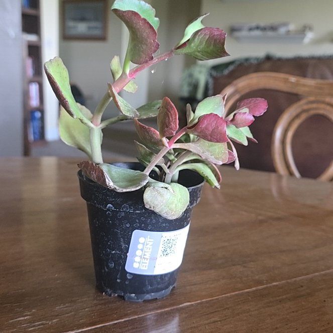 Photo of the plant species Kalanchoe 'Petra's Sunfire' by @FamedBokchoi1 named Dolores on Greg, the plant care app