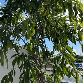 Photo of the plant species Malabar Plum by @BigMikimiki24 named Felicia on Greg, the plant care app