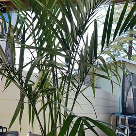 Photo of the plant species Majesty Palm by @QuesterWorm53 named Gaga on Greg, the plant care app