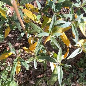 Photo of the plant species Asclepias Incarnata by @PreciseKowhai66 named Scarlett on Greg, the plant care app