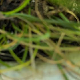 Photo of the plant species Goose Tongue by @PreciseKowhai66 named Spike Leaves on Greg, the plant care app