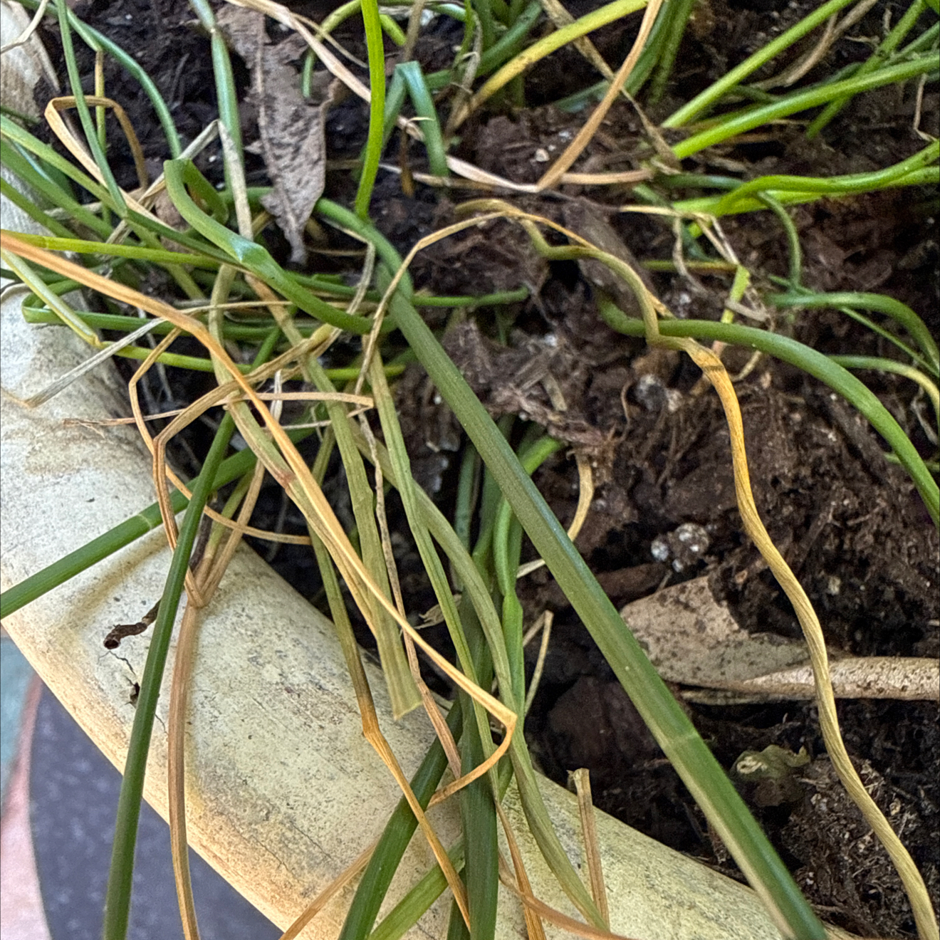Photo of the plant species Slender Club-Rush by @PreciseKowhai66 named Beyonce on Greg, the plant care app