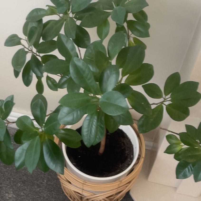 Photo of the plant species Contorted Chinese Banyan by @SportyLilac33 named Doja Cat on Greg, the plant care app
