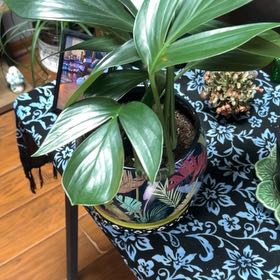 Photo of the plant species dragon tail by @ActiveSedge84 named Drago on Greg, the plant care app