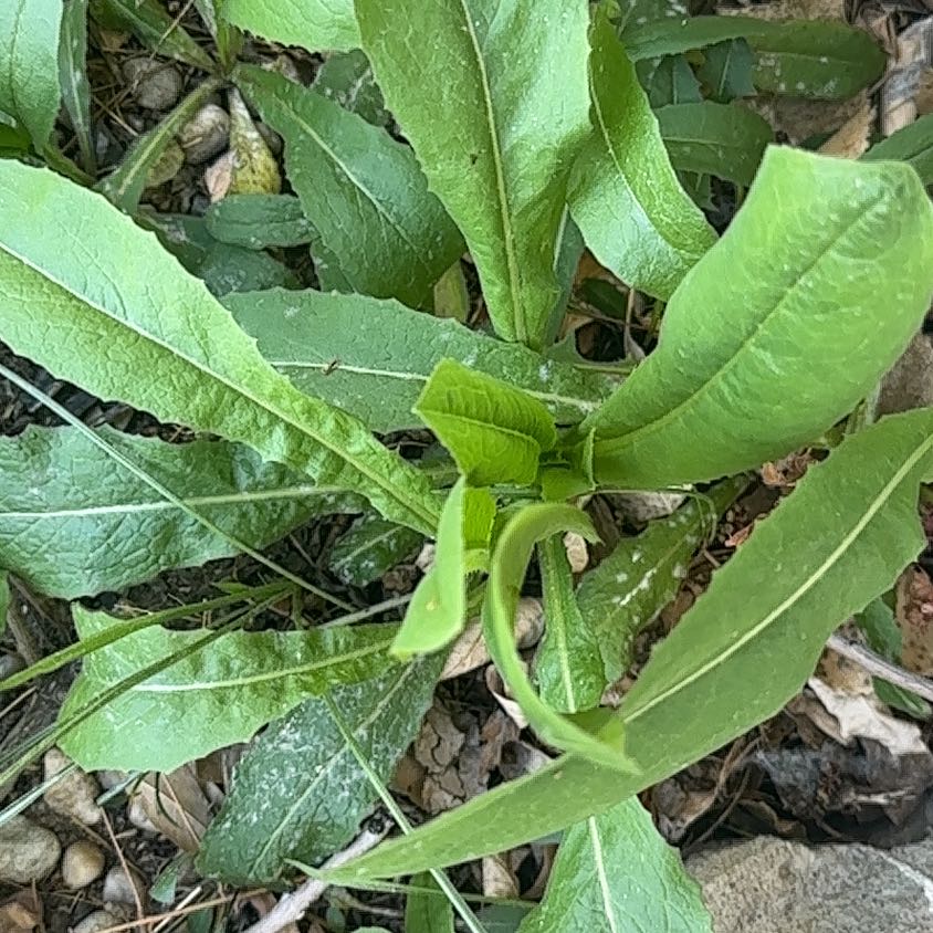 Photo of the plant species Chickory by @Danisplantoasis named Leonardo on Greg, the plant care app