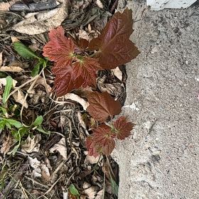 Photo of the plant species Japanese Creeper by @Danisplantoasis named Walt on Greg, the plant care app