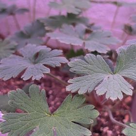 Photo of the plant species Bigroot Geranium by @UnrefutedFlax19 named Lola on Greg, the plant care app