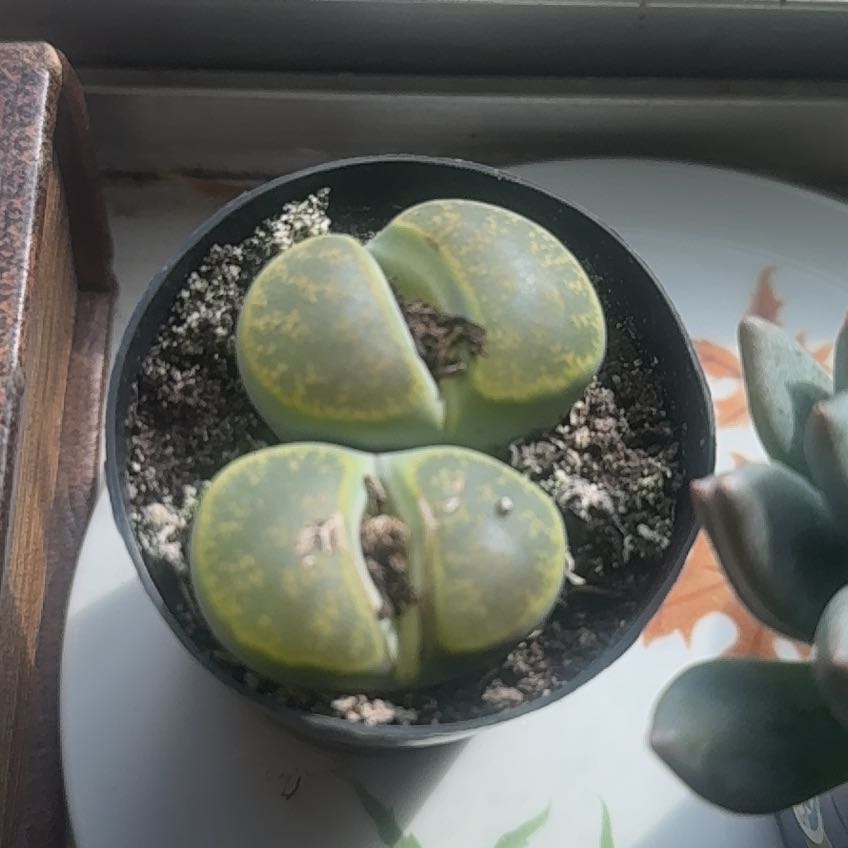 Photo of the plant species Stone Faces by @MeditativeWorm9 named Luna on Greg, the plant care app