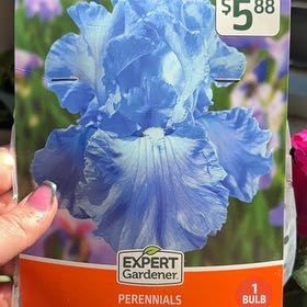 Photo of the plant species Dalmatian Iris by @AlwaysDogrose named Anne on Greg, the plant care app