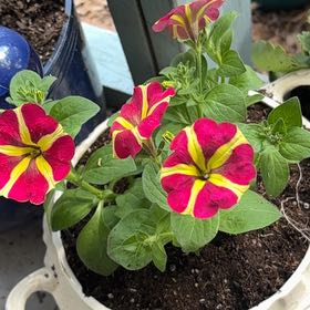 Photo of the plant species Petunia 'Amore Queen of Hearts' by @AlwaysDogrose named Sherlock on Greg, the plant care app