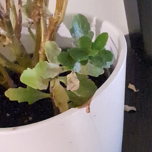 Photo of the plant species Penwiper Plant by @GermaneCanna99 named Einstein on Greg, the plant care app