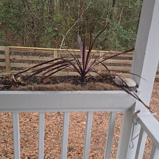 Photo of the plant species Mohave Yucca by @ChiefBucaneve55 named Keanu Leaves on Greg, the plant care app