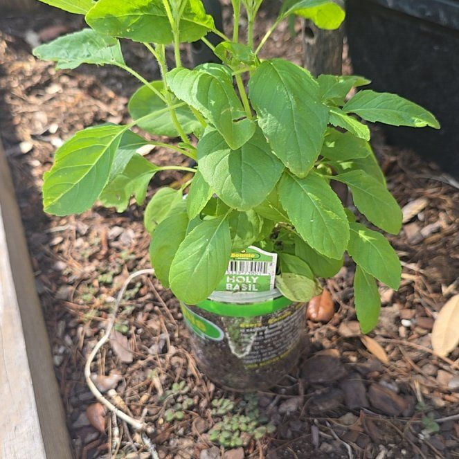 Photo of the plant species Holy Basil (Tulsi) by @ChiefBucaneve55 named Sigmund on Greg, the plant care app