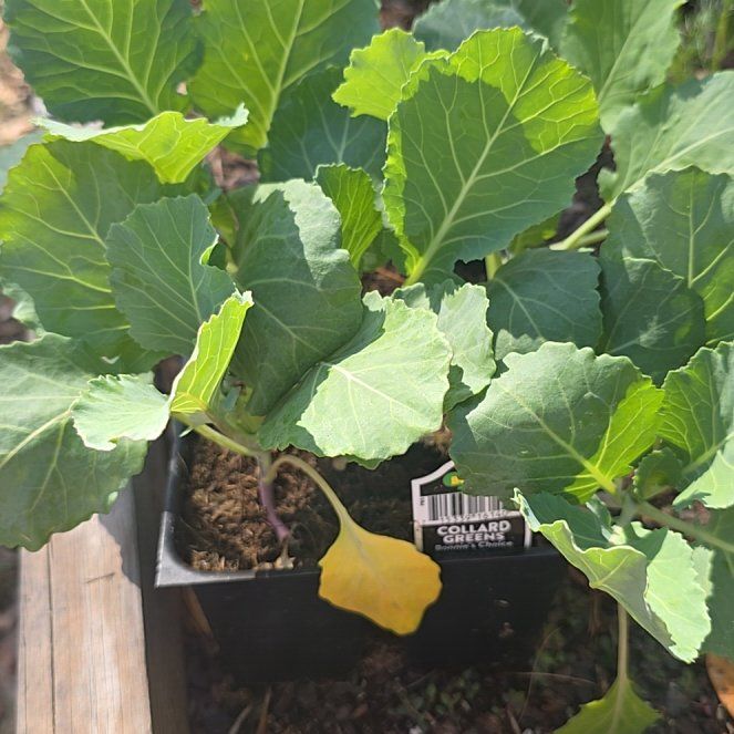 Photo of the plant species Collard Greens by @ChiefBucaneve55 named Gregarious on Greg, the plant care app