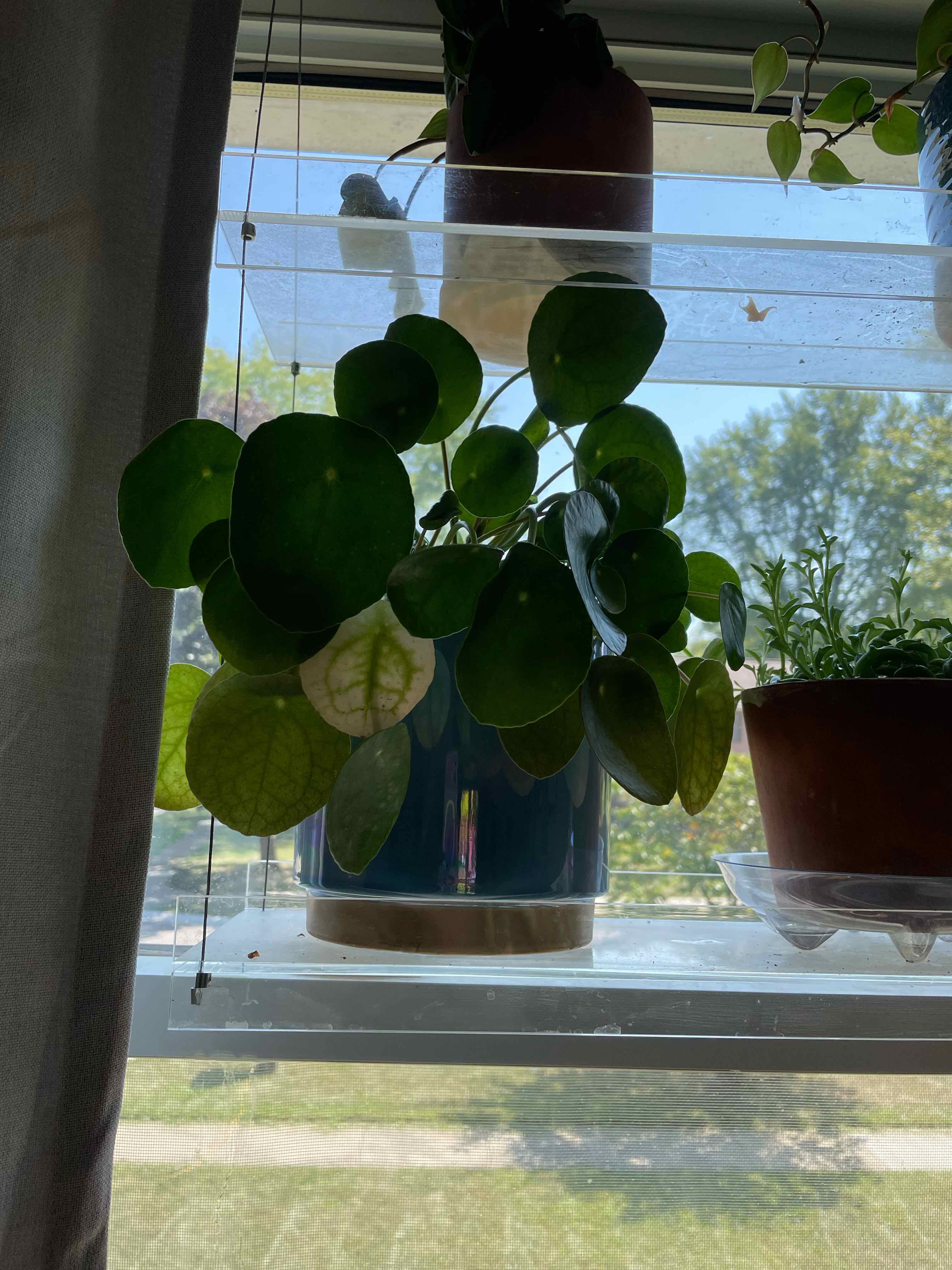 Chinese Money Plant plant photo by @Lyss_Marie named Bob Marley on Greg, the plant care app.