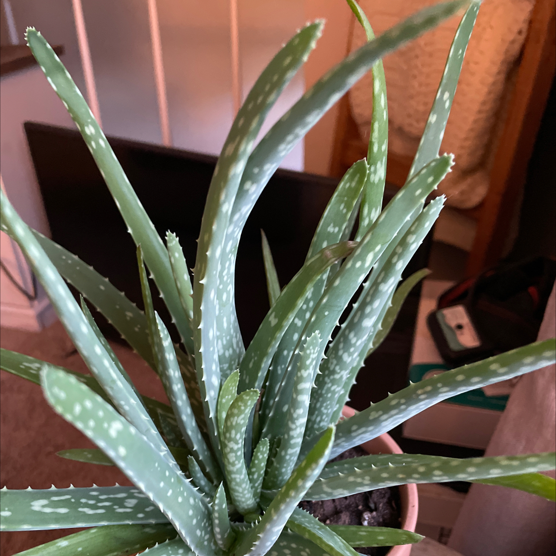 Aloe vera plant photo by @Lyss_Marie named Nemo on Greg, the plant care app.