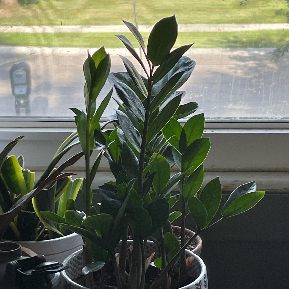 Zamioculcas Zamiifolia plant photo by @Lyss_Marie named ZZ Top on Greg, the plant care app.