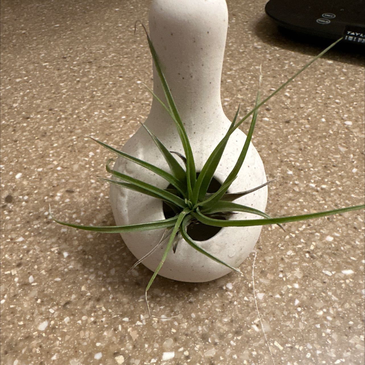 Bulbosa Air Plant in a white ceramic holder on a speckled countertop.