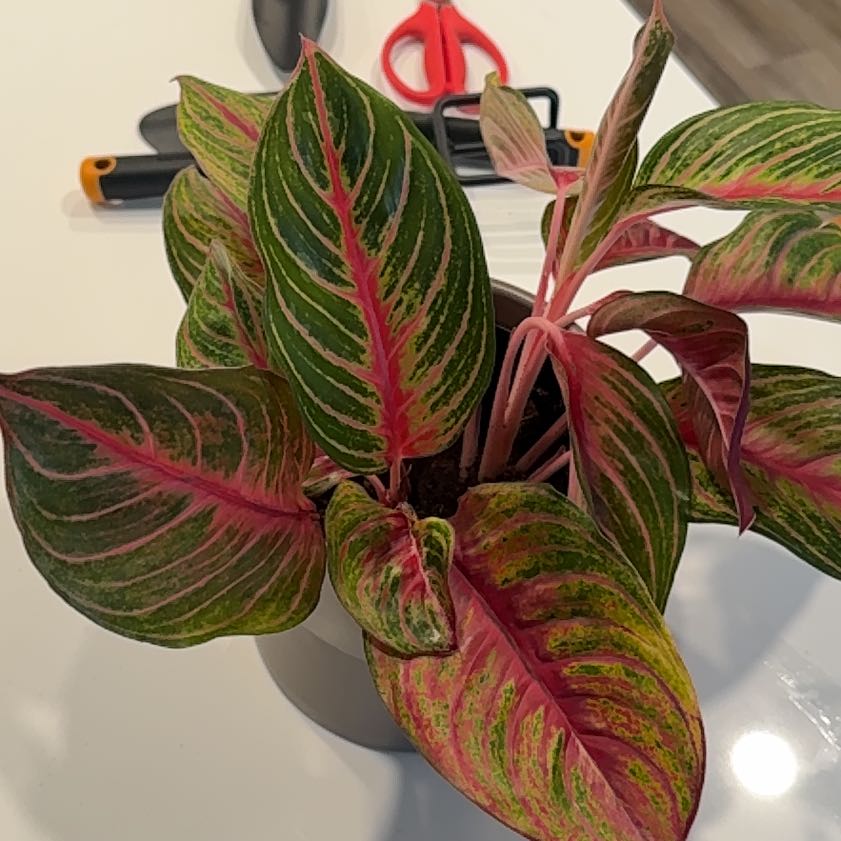 Photo of the plant species Aglaonema commutatum 'Mondo Ba' by @TryHoyaburma83 named Aloysius on Greg, the plant care app