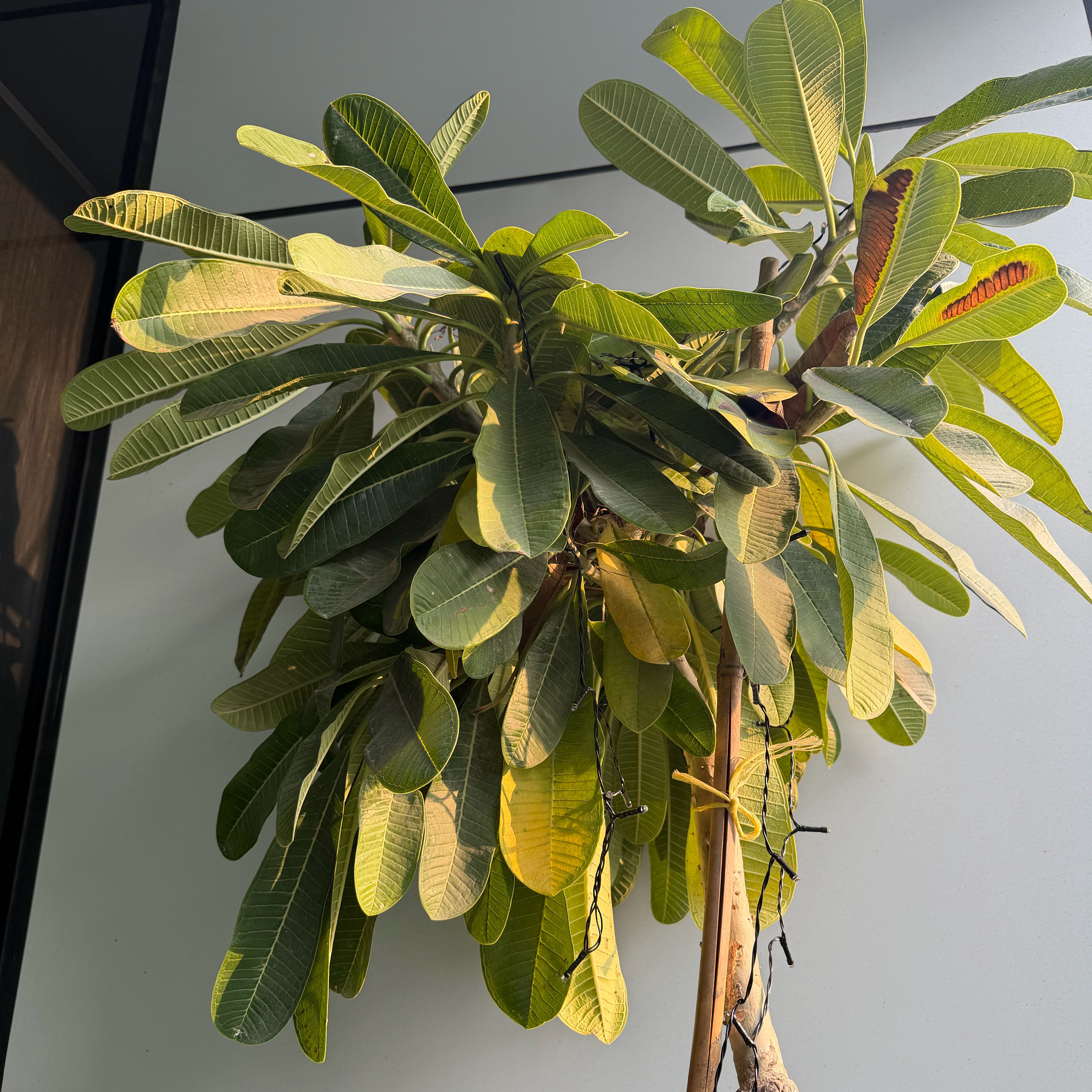 Photo of the plant species Singapore Graveyard Flower by @PertinentBibi named Fuji on Greg, the plant care app
