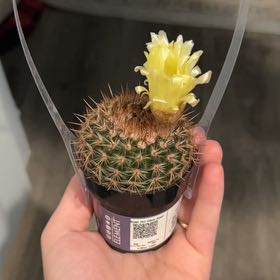 Photo of the plant species Cinnamon Cactus by @JuicyLithop98 named Beckham on Greg, the plant care app
