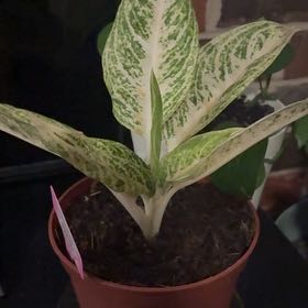 Photo of the plant species Aglaonema 'Legacy' by @Platingnewbie named Osmo on Greg, the plant care app