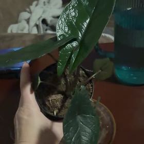 Photo of the plant species Alocasia Scalprum by @Platingnewbie named Treeyoncé on Greg, the plant care app