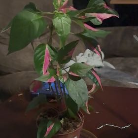 Photo of the plant species Party Time Alternanthera by @Platingnewbie named Marilyn on Greg, the plant care app