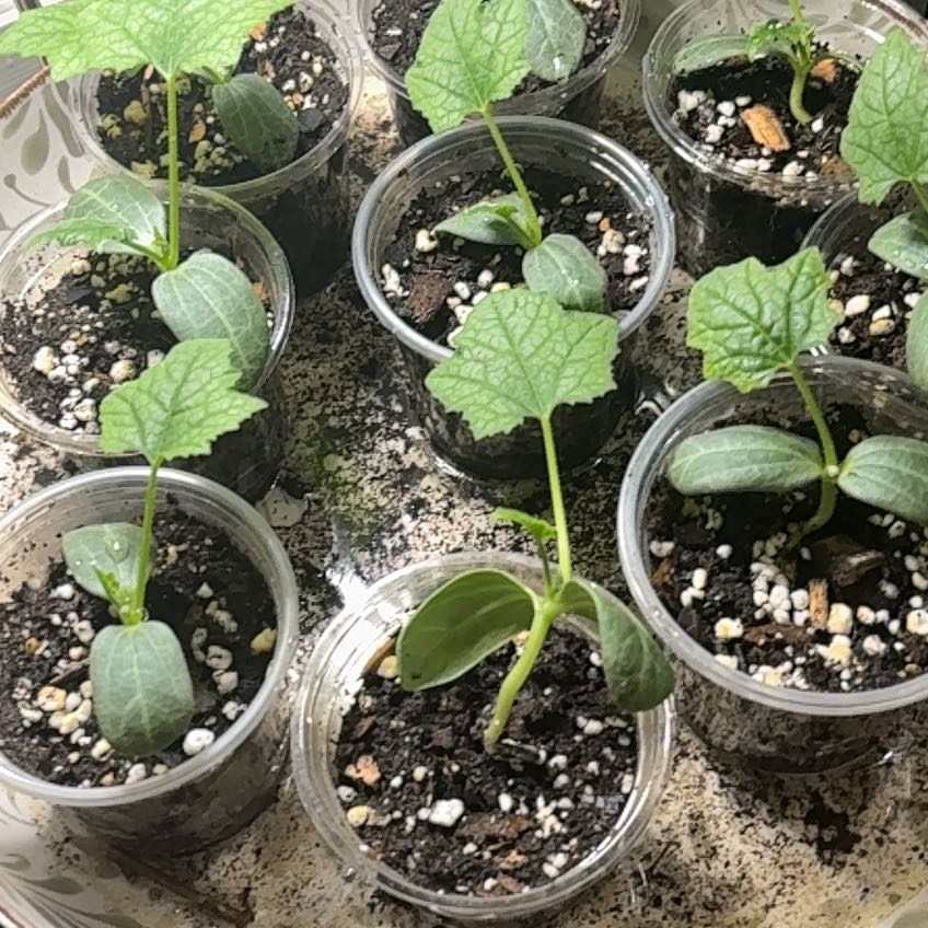 Photo of the plant species Loofah by @Platingnewbie named Nemo on Greg, the plant care app