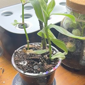Photo of the plant species Tradescantia albiflora 'Albovittata' by @Platingnewbie named Denali on Greg, the plant care app