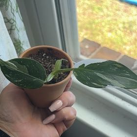 Photo of the plant species Philodendron White Wizard by @Platingnewbie named Messi on Greg, the plant care app
