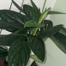 Photo of the plant species Monstera Peru by @Platingnewbie named Aristotle on Greg, the plant care app