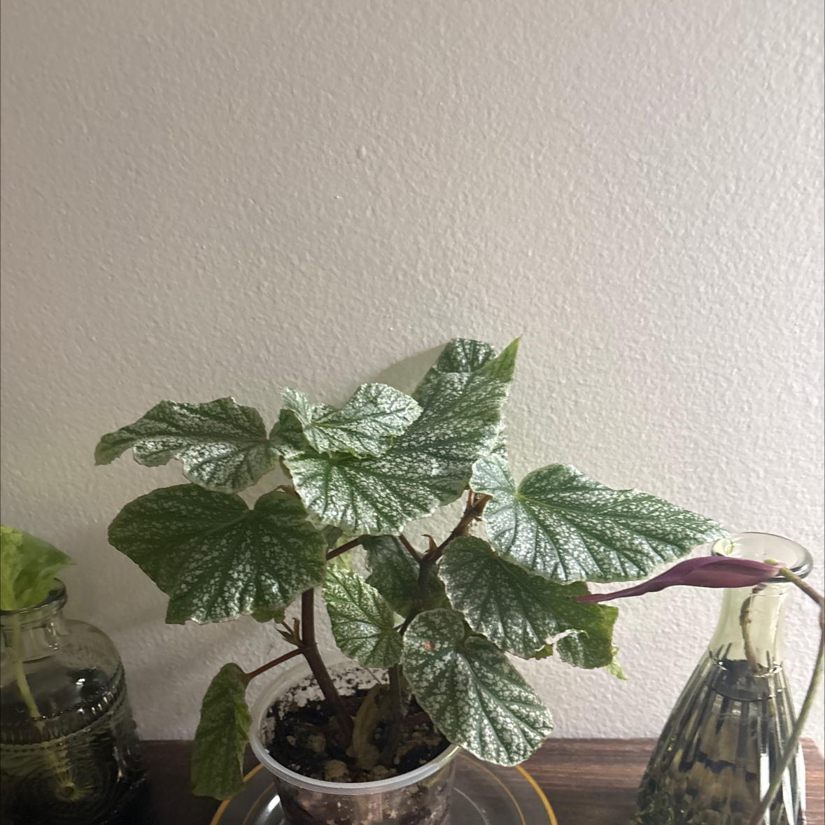 Photo of the plant species Wax Begonia by @Platingnewbie named Cleopatra on Greg, the plant care app