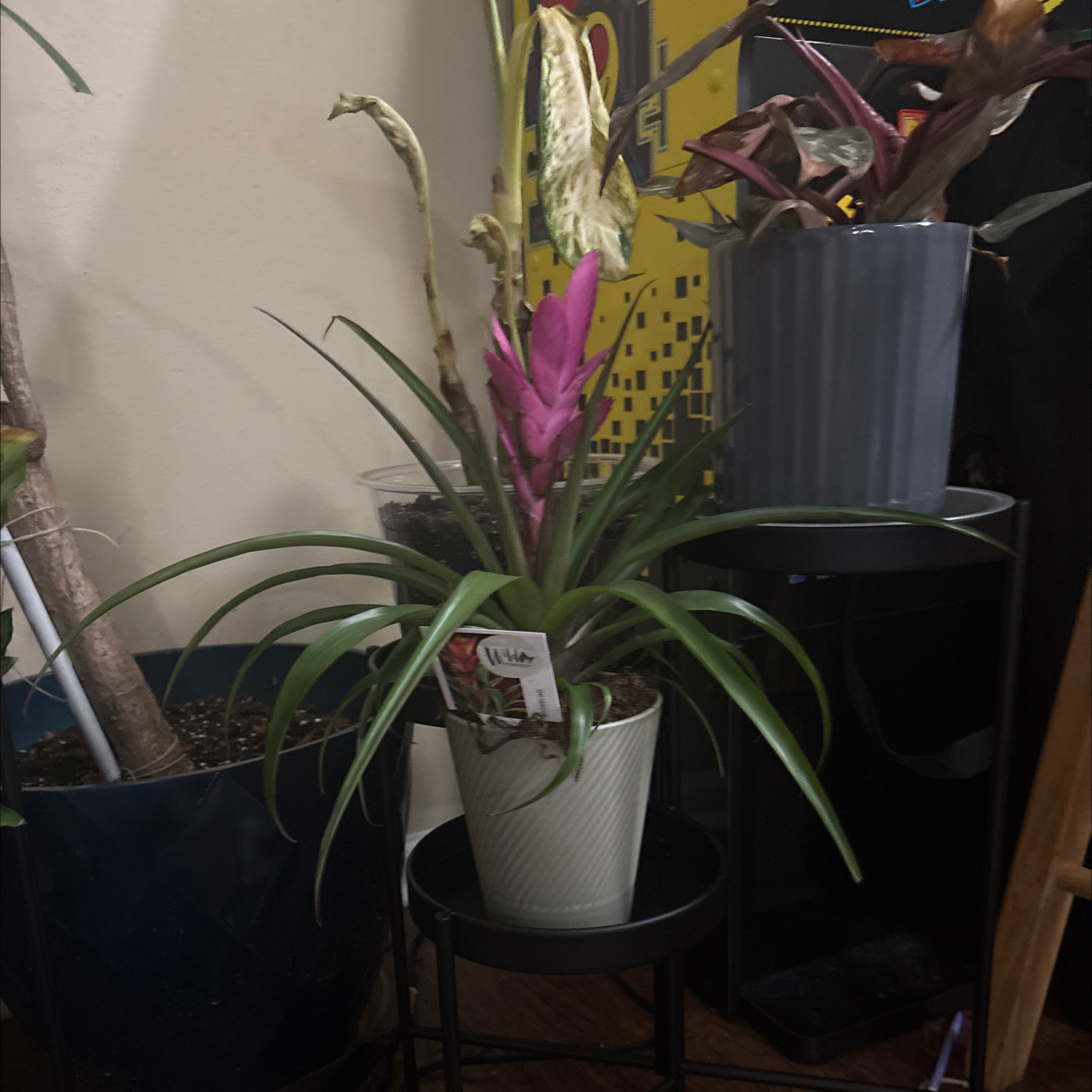 Photo of the plant species Pink Quill by @Platingnewbie named Stella on Greg, the plant care app