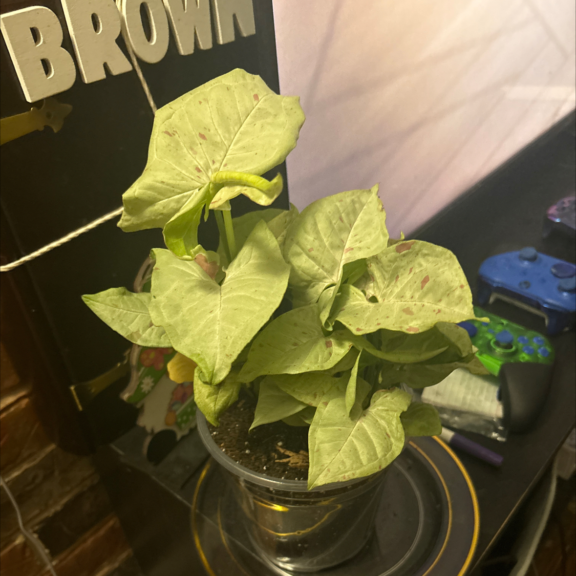 Photo of the plant species Syngonium 'Milk Confetti' by @Platingnewbie named Kendall on Greg, the plant care app