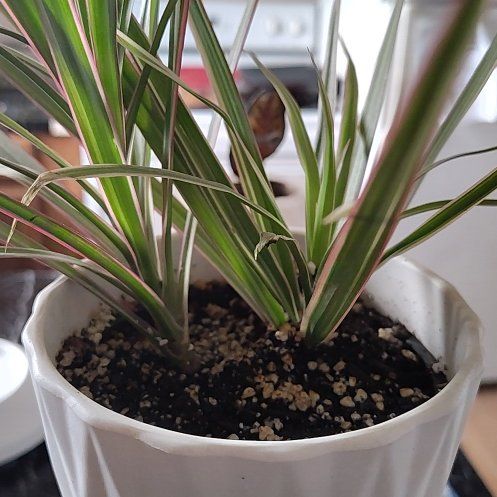 Photo of the plant species Dracaena by @FitRuby13 named Coco on Greg, the plant care app