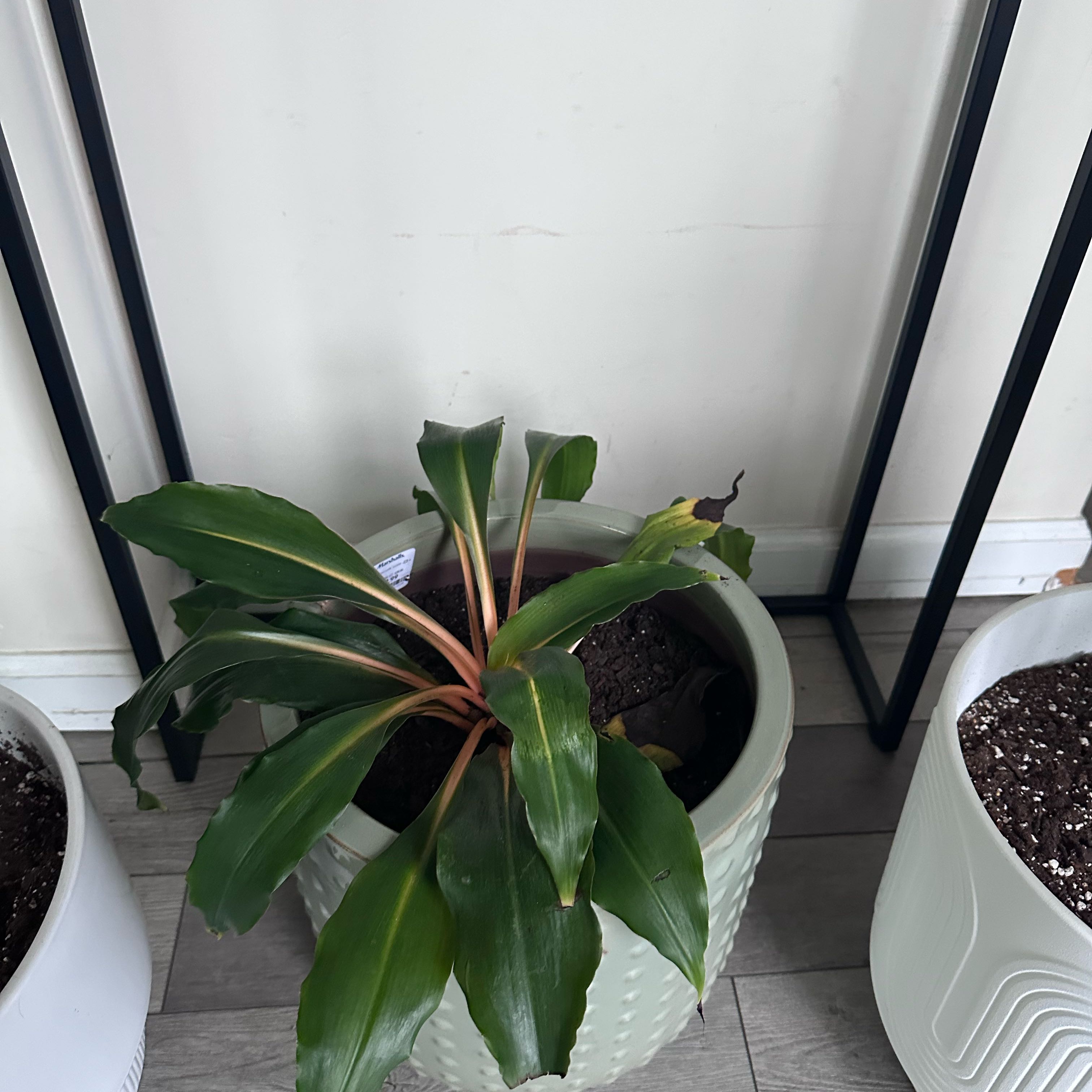 Photo of the plant species Katherine Blood-Lily by @AceOmnom59 named Taylor Swift on Greg, the plant care app
