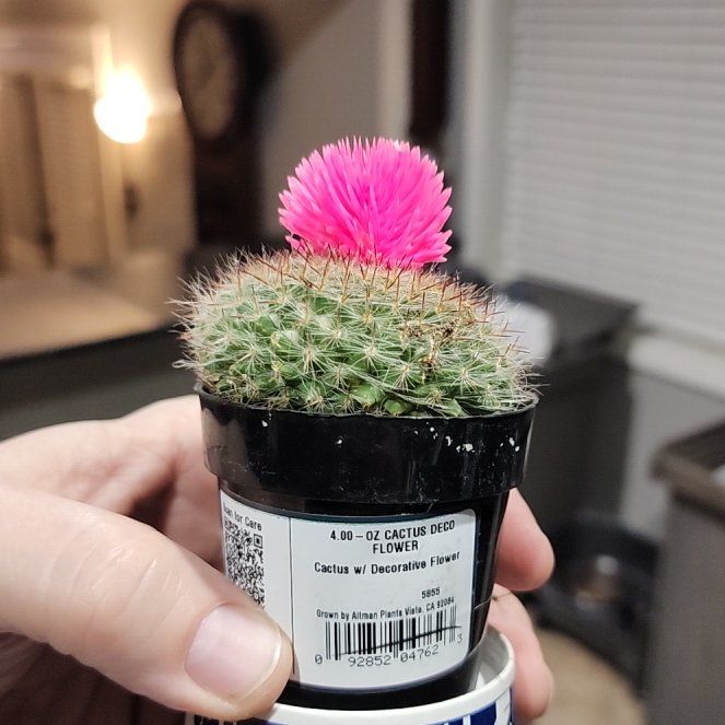 Photo of the plant species cactus by @FancyAloevera98 named Doja Cat on Greg, the plant care app