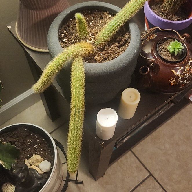 Photo of the plant species Rat Tail by @paytonaplants named Esdeath on Greg, the plant care app